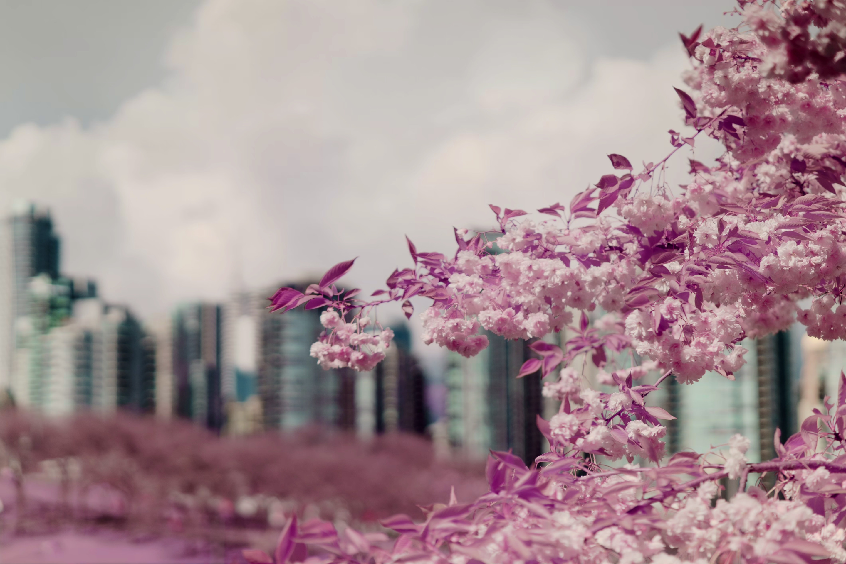 The image features blooming cherry blossoms in shades of pink, set against a backdrop of city buildings and a cloudy sky.