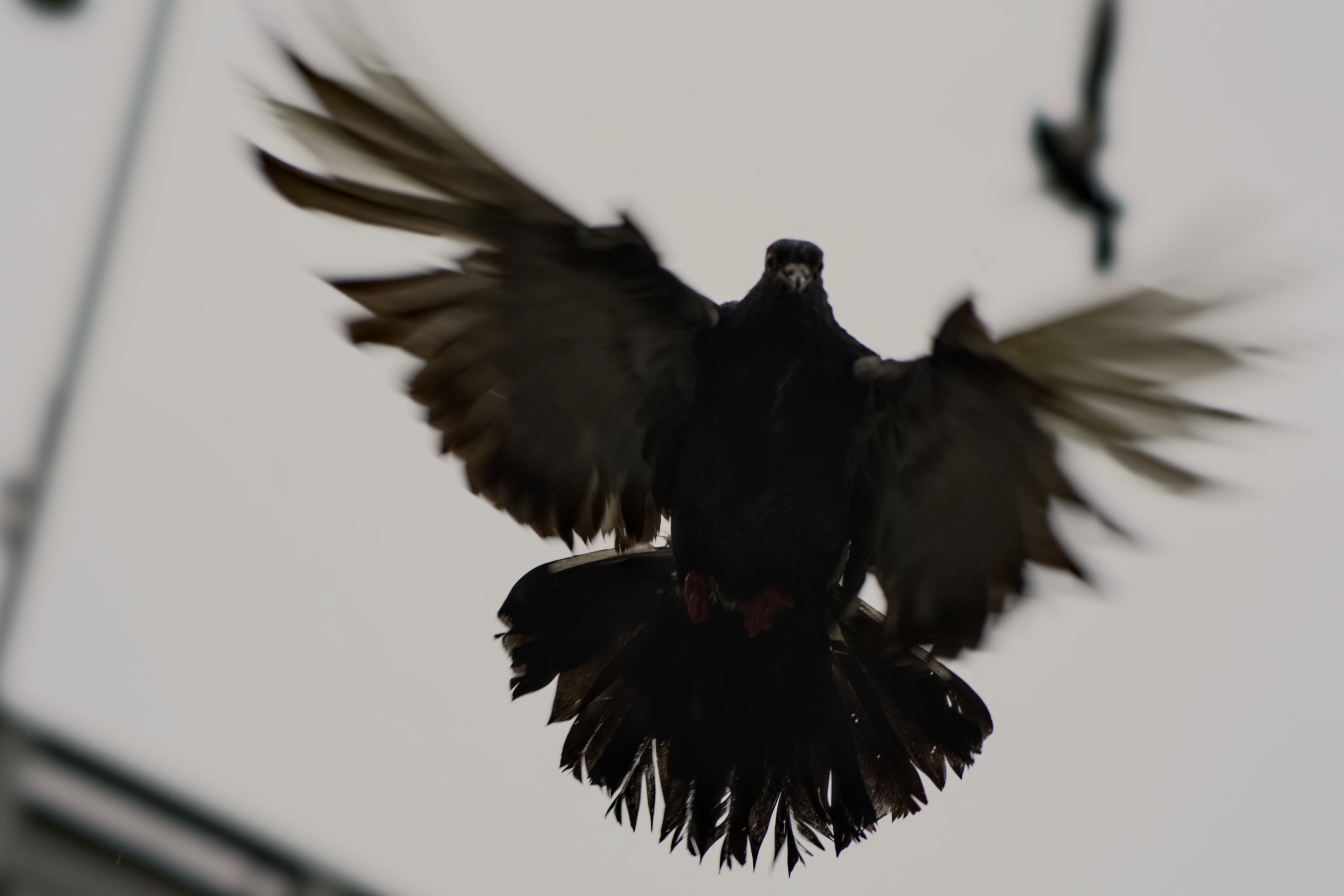 Image description unavailable