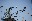 A flock of pigeons takes flight against a clear, blue sky. The birds' wings are spread wide, creating a dynamic and lively scene. blurred out low res